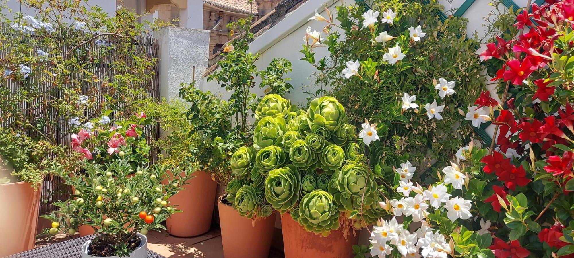 Apartamentos Los Descalzos Angel With Private Terrace Free Parking Ронда Екстериор снимка