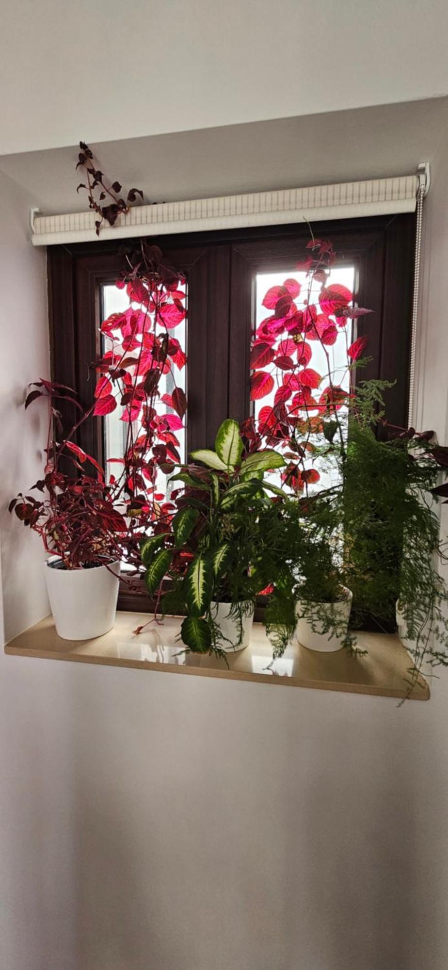 Apartamentos Los Descalzos Angel With Private Terrace Free Parking Ронда Екстериор снимка